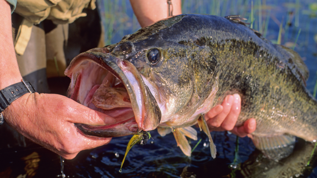 ルアーにヒットした大型ブラックバスを手に持つアップ写真。バス釣りの釣果イメージ