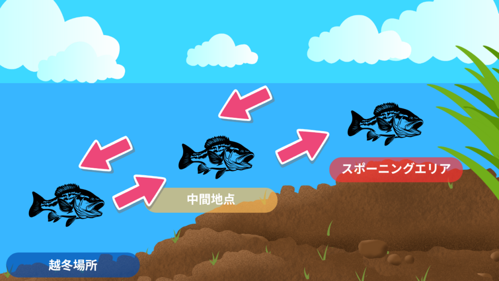ブラックバスが越冬場所、中継地点、スポーニングエリアで過ごす様子