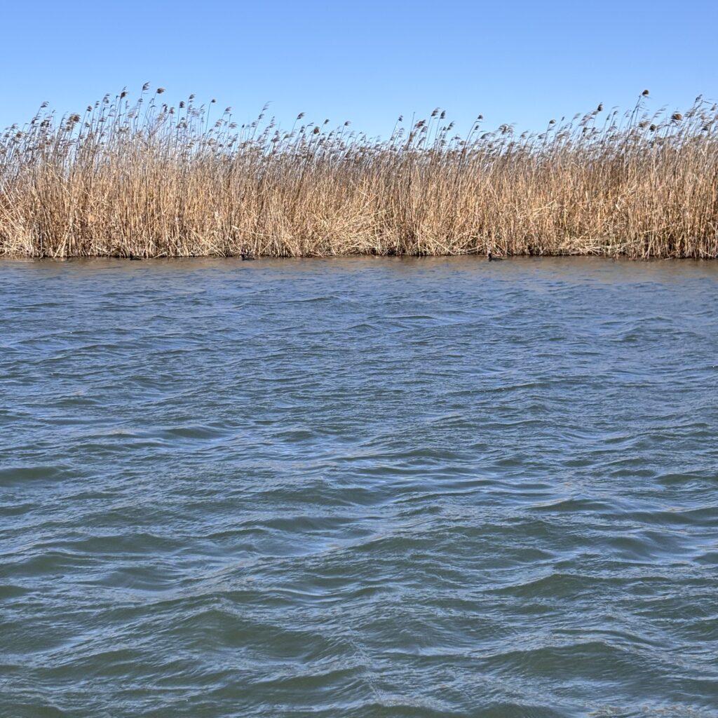 春のバス釣りフィールド
葦が綺麗に生えてる水辺
