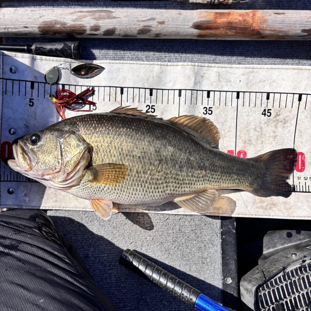 ブラックバスを計測