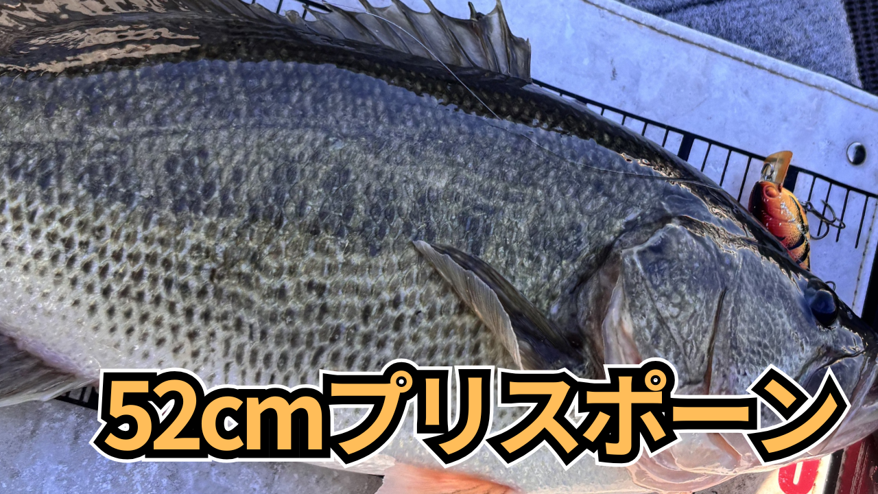 大きなブラックバス計測