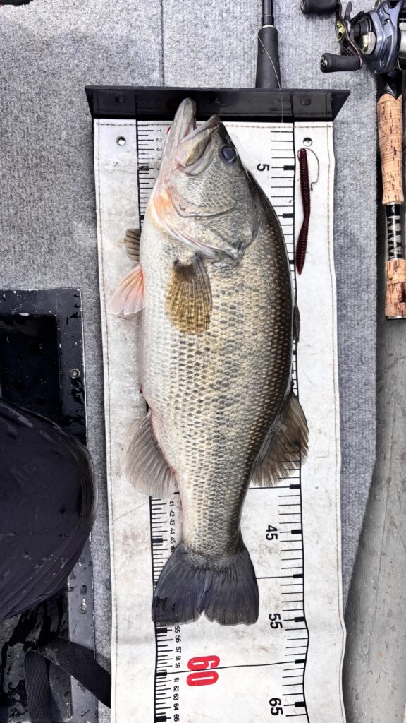 大きなブラックバス