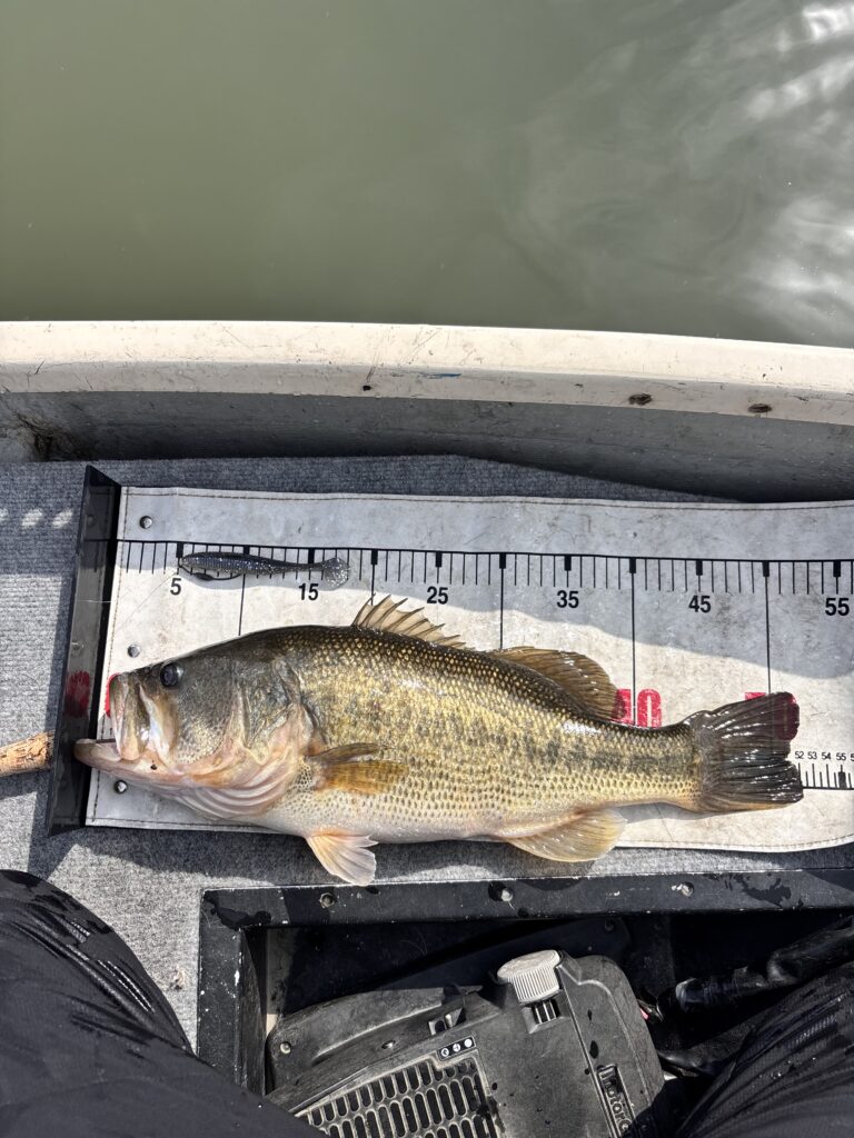 大きなブラックバスを
計測している